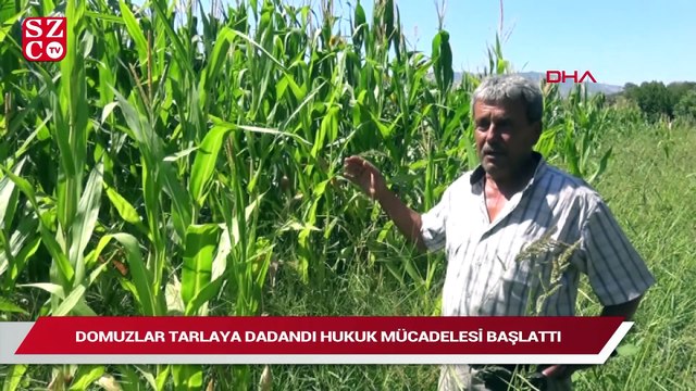 Domuzlar tarlaya dadandı hukuk mücadelesi başlattı