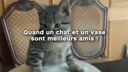 Quand un chat et un vase sont meilleurs amis !