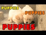 Puppies, Puppies and Puppies- - Episode 5