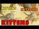 Kittens, Kittens and Kittens- - Episode 5