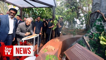The merbau is now Malaysia’s national tree