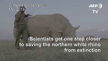 Scientists a step closer to saving northern white rhino from extinction