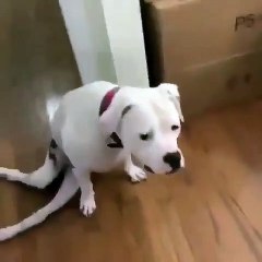 La réaction de ce chien handicape qui découvre sa nouvelle chaise est juste magique