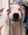 Locked Out Dog Puts Face Between Gate Bars and Stares at Owner