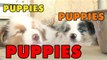 Puppies, Puppies and Puppies- Episode 6