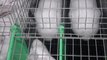 L214: Une nouvelle vidéo dénonce l'élevage des lapins entassés dans des cages