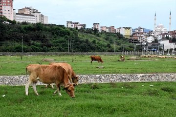 Ordu'da şiddetli yağış