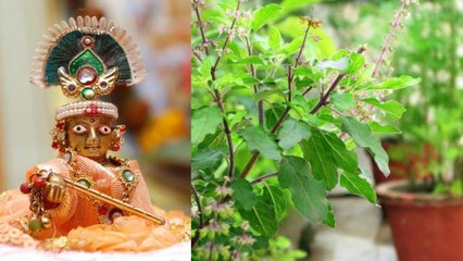 जन्माष्टमी पर तुलसी की पूजा कर देगी मालामाल | Janmashtami Tulsi pooja | Boldsky
