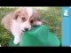 Luck of the Irish Corgi Puppies - Puppy Love