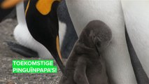 Eindelijk een baby voor de pinguïnpapa's