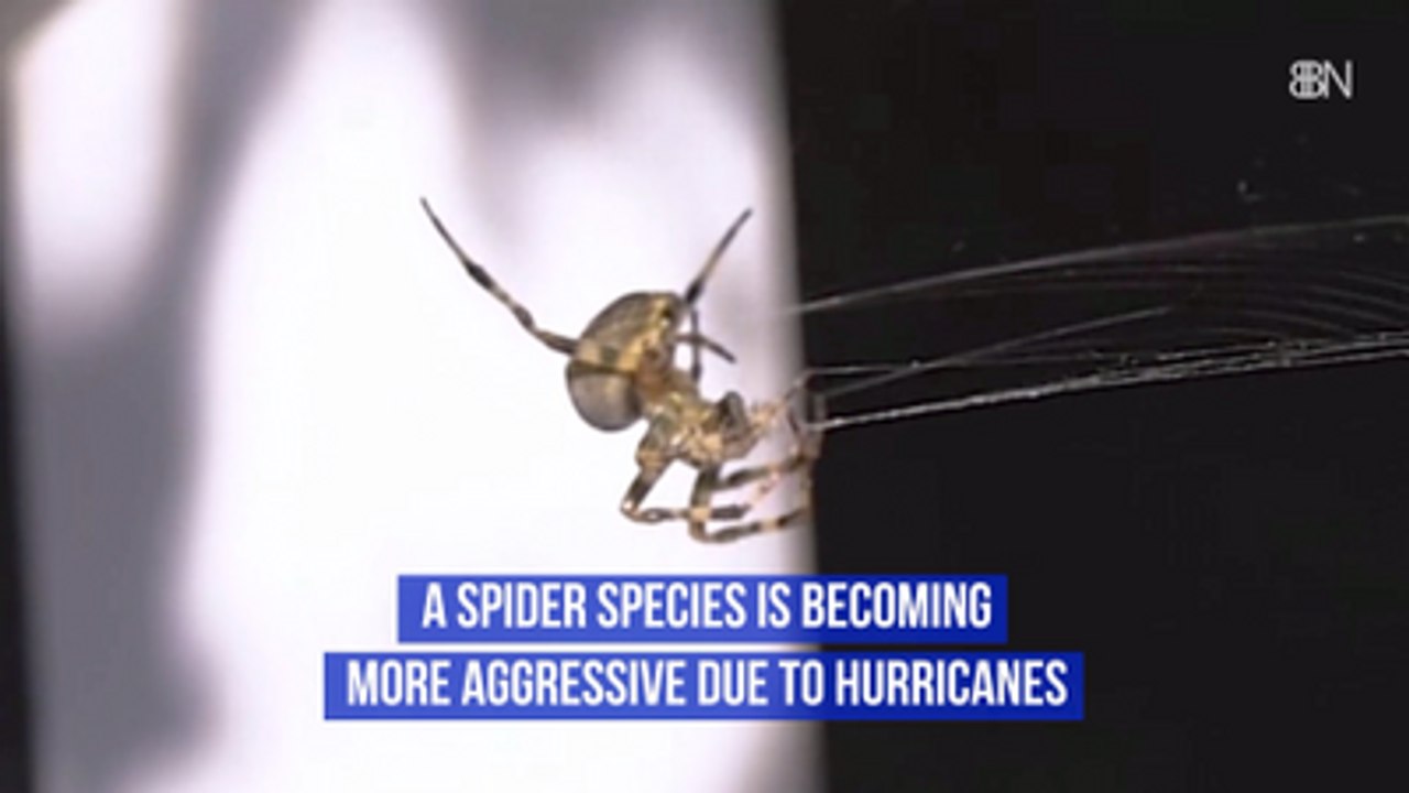 These Spiders Are Pissed