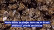 Medio billón de abejas muertas en Brasil debido al uso de pesticidas