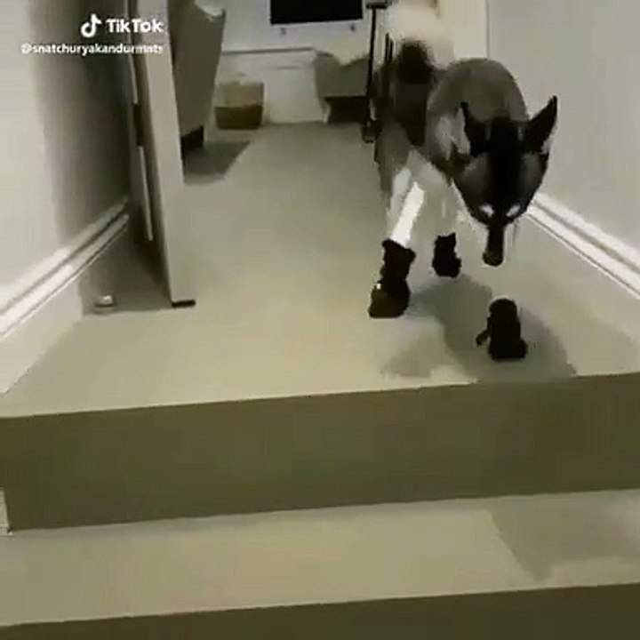 SI vous n'allez pas bien, ces huskys vont vous redonner le sourire !