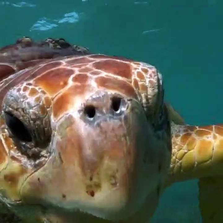 L’océan est rempli de magie. Admirez cette majestueuse tortue !