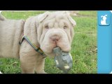Shar Pei Puppies with Grenades are Dangerously Cute - Puppy Love