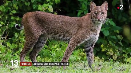 Floride : au secours des panthères