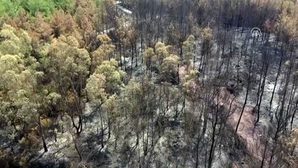 Bodrum'da yanan ormanlık alan havadan görüntülendi