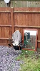 Descargar video: Ce paon fait la cour.. à son propre reflet dans le miroir !