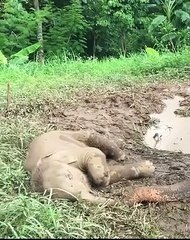 Les éléphants sont les meilleurs animaux - Compilation !