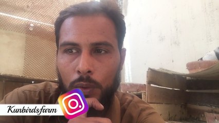 how to make energy booster for long flying or fighter pigeon