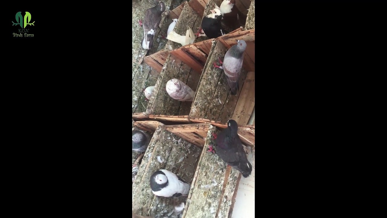 kabootar ka jora lagane ka tarika