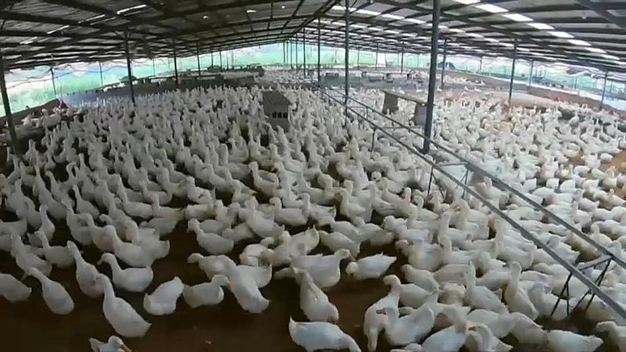 Schweinepest lässt Geflügelpreise in China steigen