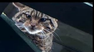 Teaser trailer for Last of the Scottish Wildcats