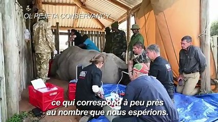 Au Kenya, elles sont le dernier espoir de leur espèce
