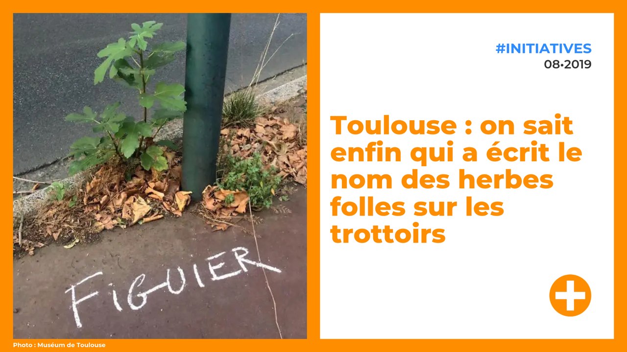 Toulouse : on sait enfin qui a écrit le nom des herbes folles sur les trottoirs