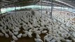 Cina: prezzi della carne in aumento a causa della peste suina
