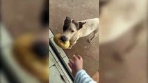 Vídeo: Depois de cachorro que busca marmita, em Toledo cão busca pão