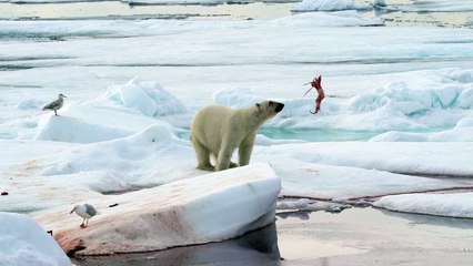 Polar Bear Plays with a Piece of its Prey