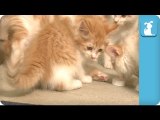 Tabby Kitties - Bottle Caps- - Kitten Love