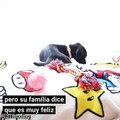 Roo, la cachorra que nació con seis patas es feliz en su nuevo hogar