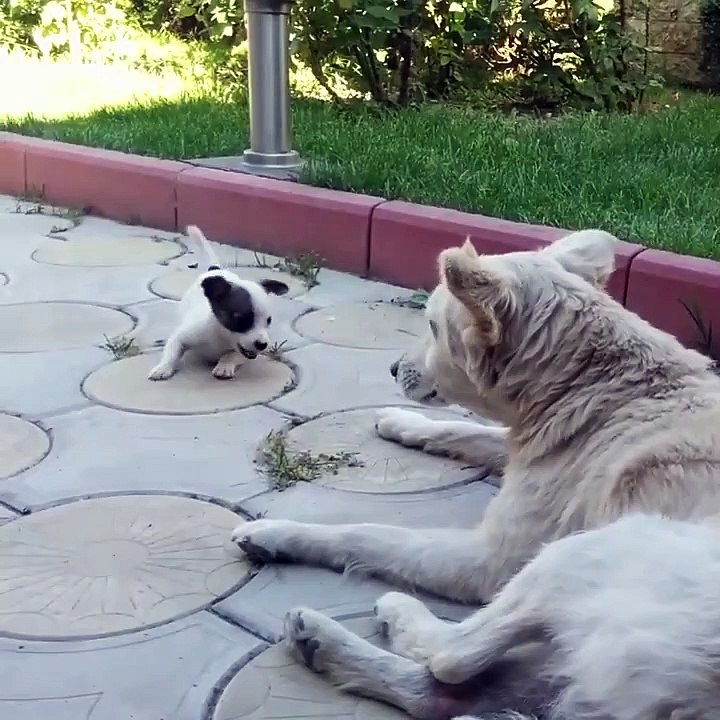 Funny dogs