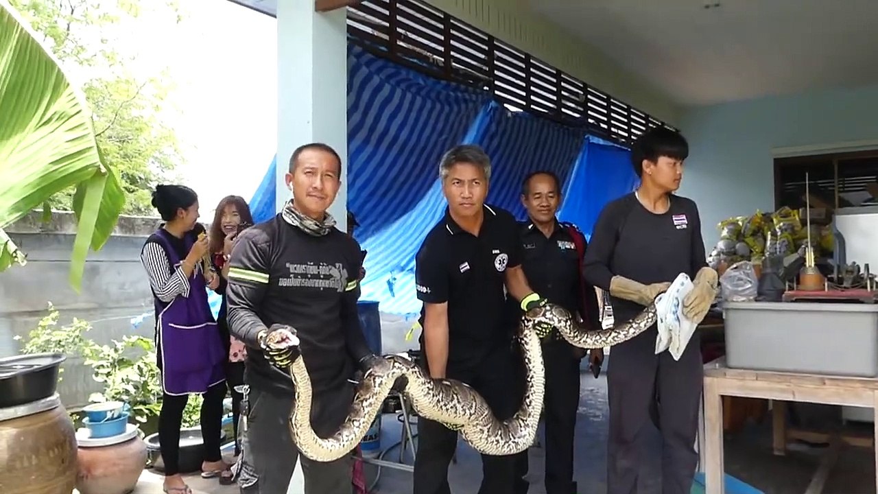 Python Swallows and Then Vomits Whole Pet Cat in Thailand