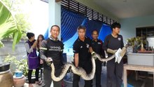 Python Swallows and Then Vomits Whole Pet Cat in Thailand