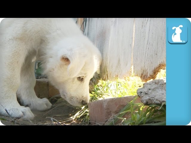 Puppy Peek-A-Boo Under The Fence – Puppy Love