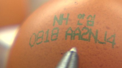 달걀 산란일자 표시제 오늘부터 본격 시행 / YTN