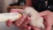 Cinq chatons abandonnés sauvés par l’association Les Chats du Pilon, au Creusot