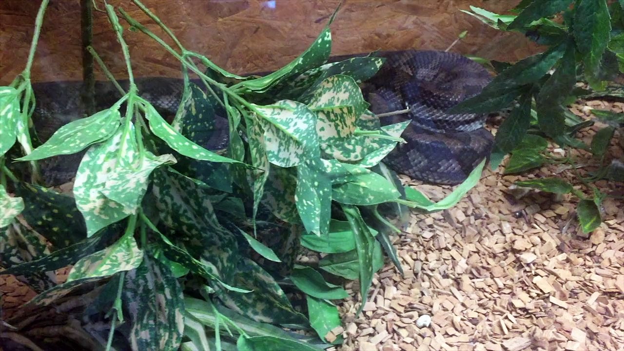 Nancy Passion serpents