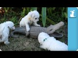 Bichon Frise Puppies VS. Alligator - Puppy Love