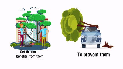 Tree Doctors in Toronto, ON