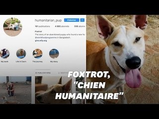 Foxtrot, le "chien humanitaire", qui sensibilise au sort des Rohingyas
