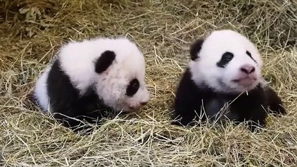 Ces pandas âgés de trois mois vont vous séduire. Cute !