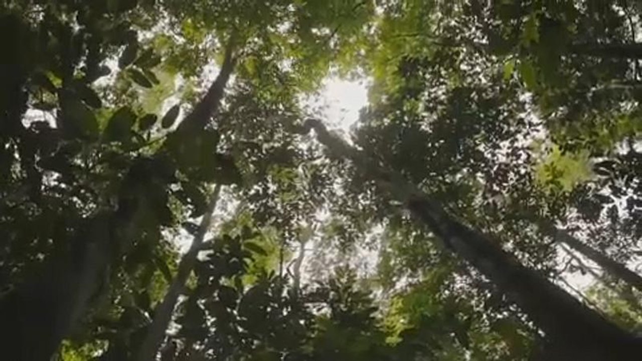 Amazonas-Regenwald brennt: EU drängt Brasilien zum Handeln