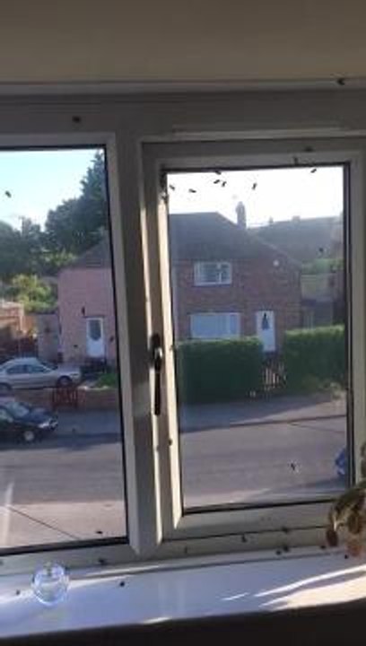 Around hundreds bees are said to be in the living room. Video provided by Melanie Wright.