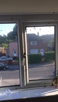 Around hundreds bees are said to be in the living room. Video provided by Melanie Wright.