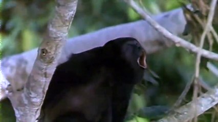 5 Scary Things Caught On Camera In The Woods