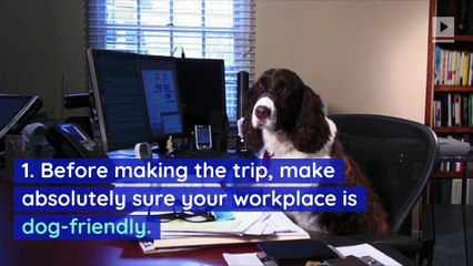 6 Tips for Bringing Your Dog to Work (Aug. 26, National Dog Day)